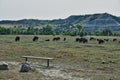 Bison Herd at Roosevelt National Park North Dakota