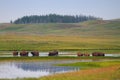 Herd of Bison Wandering in Wetlands of Yellowstone