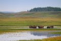 Herd of Bison Wandering in Wetlands of Yellowstone National Park