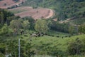 The herd of bison who eat down the hill. Royalty Free Stock Photo