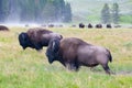 The herd bison in Yellowstone National Park, Wyoming. USA Royalty Free Stock Photo