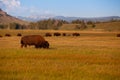 The herd bison in Yellowstone National Park, Wyoming. USA