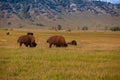 The herd bison in Yellowstone National Park, Wyoming. USA