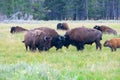 The herd bison in Yellowstone National Park, Wyoming. USA