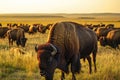 Herd of bisons grazing in the prairies