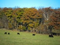 A Herd of Black Angus Beef Cattle grazing in pasture in autumn Royalty Free Stock Photo