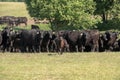 Herd of black Angus cows on a free pasture on a green meadow Royalty Free Stock Photo