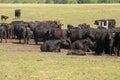 Herd of black Angus cows on a free pasture on a green meadow Royalty Free Stock Photo