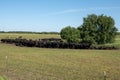 Herd of black Angus cows on a free pasture on a green meadow Royalty Free Stock Photo