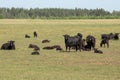 Herd of black Angus cows on a free pasture on a green meadow Royalty Free Stock Photo