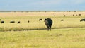 Herd or black angus cows. Cows graze in meadow. Animal grazing in pasture. Static view. Royalty Free Stock Photo
