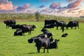 Herd of Black Baldy Cattle Grazing in Green Pasture Royalty Free Stock Photo