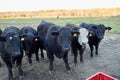 Herd of black beef cows in a winter pasture