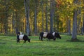 Herd of black belted Galloway cows grazing in forest on sunny autumn evening Royalty Free Stock Photo