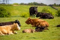 A herd of black and brown cows with young calves