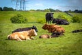 A herd of black and brown cows with young calves.