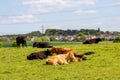 A herd of black and brown cows with young calves. Royalty Free Stock Photo