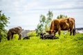 A herd of black and brown cows with young calves.