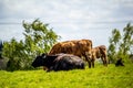 A herd of black and brown cows with young calves.