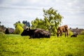 A herd of black and brown cows with young calves.