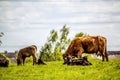 A herd of black and brown cows with young calves.