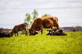 A herd of black and brown cows with young calves.