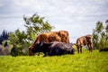 A herd of black and brown cows with young calves.