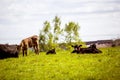 A herd of black and brown cows with young calves.