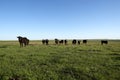 Herd of black cows grazing in a grassy pasture Royalty Free Stock Photo