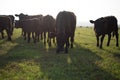 Cow herd close up almost silhoetted Royalty Free Stock Photo