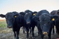 Herd of black cows staring curiously at camera Royalty Free Stock Photo