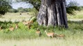 Herd of black-faced impala antelopes (Aepyceros melampus) Royalty Free Stock Photo