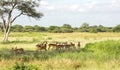 Herd of black-faced impala antelopes (Aepyceros melampus) Royalty Free Stock Photo