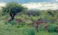 Herd of black faced impala