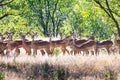 A herd of black-faced impala Royalty Free Stock Photo