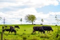 Herd of black free-range dairy cows in a field in Spring Royalty Free Stock Photo