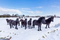 Herd of black frisian horses in winter snow Royalty Free Stock Photo