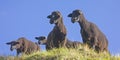 Flock of sheep at Pfitscher Joch