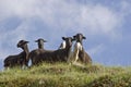 Flock of sheeps in South Tyrol