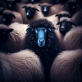A herd of black sheep with a white one in the middle, generative AI Royalty Free Stock Photo