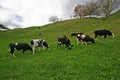 Dairy cattle grazing on hilly grassland in countryside farm estate. Black white milk cows eating on pasture in backcountry ranch Royalty Free Stock Photo