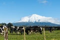 Herd black and white cattle grazing below snowcapped peak of Mount Egmont