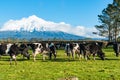 Herd black and white cattle grazing below snowcapped peak of Mount Egmont