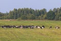 Herd of black and white cows calves pasturing and eating grass on a grazing meadow, cattle on an animal farm ranch field in a