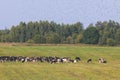 Herd of black and white cows calves pasturing and eating grass on a grazing meadow, cattle on an animal farm ranch field in a