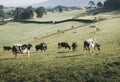 A herd of black and white cows on a grassland Royalty Free Stock Photo