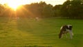 Herd of black and white cows grazing eating grass in a field on a farm at sunset or sunrise