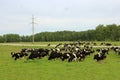 A herd of black and white cows grazing on a green pasture in the summer Royalty Free Stock Photo