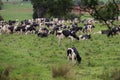 Herd of black and white cows grazing in an open grassy field Royalty Free Stock Photo