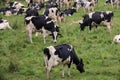 Herd of black and white cows grazing in an open grassy field Royalty Free Stock Photo